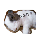 niko-san（個別スタンプ：5）