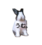 niko-san（個別スタンプ：7）
