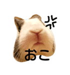 niko-san（個別スタンプ：8）