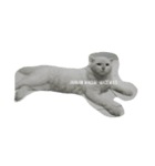 A memorable cats（個別スタンプ：7）