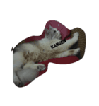 A memorable cats（個別スタンプ：8）