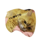 大好き,コニー（個別スタンプ：7）