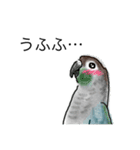 ウロコインコとセキセイ兄さんズ 第2弾（個別スタンプ：1）