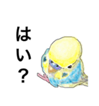 ウロコインコとセキセイ兄さんズ 第2弾（個別スタンプ：2）