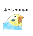 ウロコインコとセキセイ兄さんズ 第2弾（個別スタンプ：5）