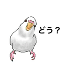 ウロコインコとセキセイ兄さんズ 第2弾（個別スタンプ：9）
