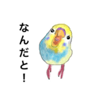 ウロコインコとセキセイ兄さんズ 第2弾（個別スタンプ：11）