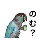 ウロコインコとセキセイ兄さんズ 第2弾（個別スタンプ：12）