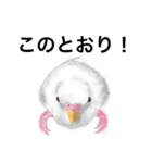 ウロコインコとセキセイ兄さんズ 第2弾（個別スタンプ：16）