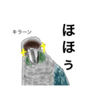 ウロコインコとセキセイ兄さんズ 第2弾（個別スタンプ：17）