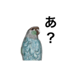 ウロコインコとセキセイ兄さんズ 第2弾（個別スタンプ：20）