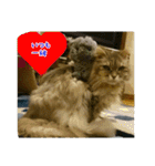 cat7（個別スタンプ：1）