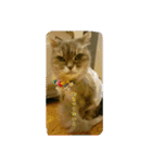 cat7（個別スタンプ：2）