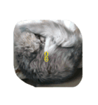 cat7（個別スタンプ：4）
