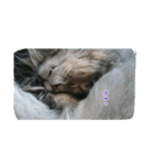 cat7（個別スタンプ：5）