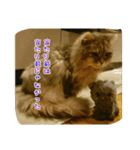 cat7（個別スタンプ：6）