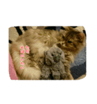 cat7（個別スタンプ：7）