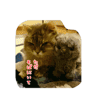 cat7（個別スタンプ：8）