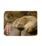 cat7（個別スタンプ：10）