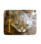 cat7（個別スタンプ：11）