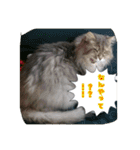 cat7（個別スタンプ：13）