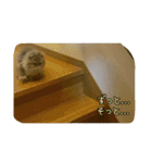 cat7（個別スタンプ：15）
