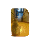cat7（個別スタンプ：16）