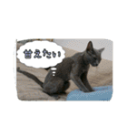 cat7（個別スタンプ：17）