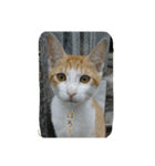 cat7（個別スタンプ：18）