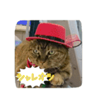 cat7（個別スタンプ：19）
