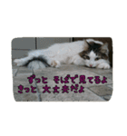 cat7（個別スタンプ：20）