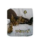 cat7（個別スタンプ：21）