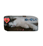 cat7（個別スタンプ：22）