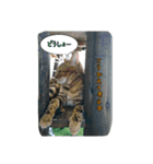 cat7（個別スタンプ：23）