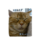 cat7（個別スタンプ：24）
