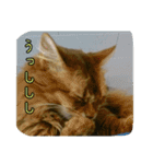 cat7（個別スタンプ：25）