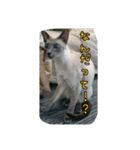 cat7（個別スタンプ：26）