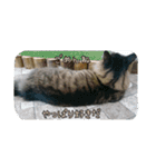 cat7（個別スタンプ：28）