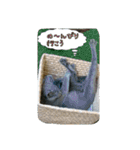 cat7（個別スタンプ：30）