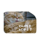 cat7（個別スタンプ：33）