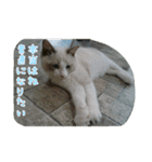 cat7（個別スタンプ：34）