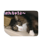 cat7（個別スタンプ：35）
