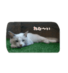 cat7（個別スタンプ：36）