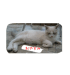 cat7（個別スタンプ：37）