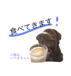 チョコラブのちょこらん（個別スタンプ：5）