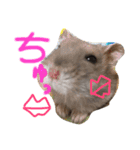 ハムスターの“ハムちゃん”（個別スタンプ：2）
