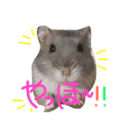 ハムスターの“ハムちゃん”（個別スタンプ：3）