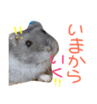 ハムスターの“ハムちゃん”（個別スタンプ：6）