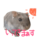 ハムスターの“ハムちゃん”（個別スタンプ：9）