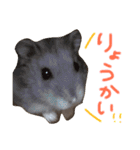 ハムスターの“ハムちゃん”（個別スタンプ：11）